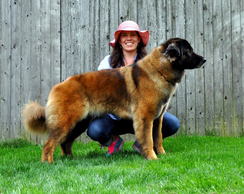 Our Female Estrela Mountain Dogs aka Serra da Estrela-76