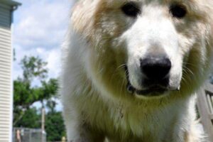 Great Pyrenees-134