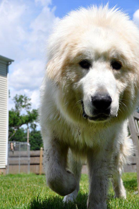 Great Pyrenees-134