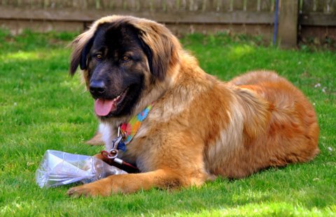 Our Female Estrela Mountain Dogs aka Serra da Estrela-79