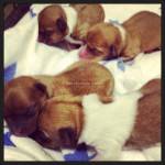 Puppies – Available Puppies-246