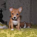 Puppies – Available Puppies-302
