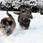 snow pups