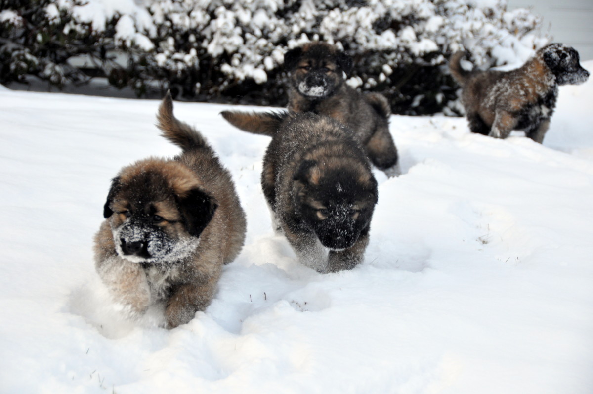 snow pups
