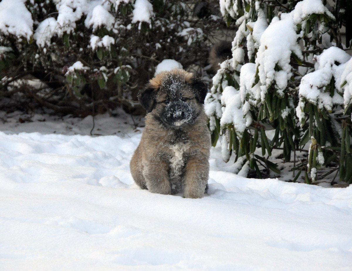 star in snow