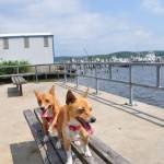 Dogs Days of Summer – Connecticut edition-405