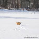 Estrela Mountain Dog Cold Weather