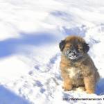 Estrela Mountain Dog Puppy