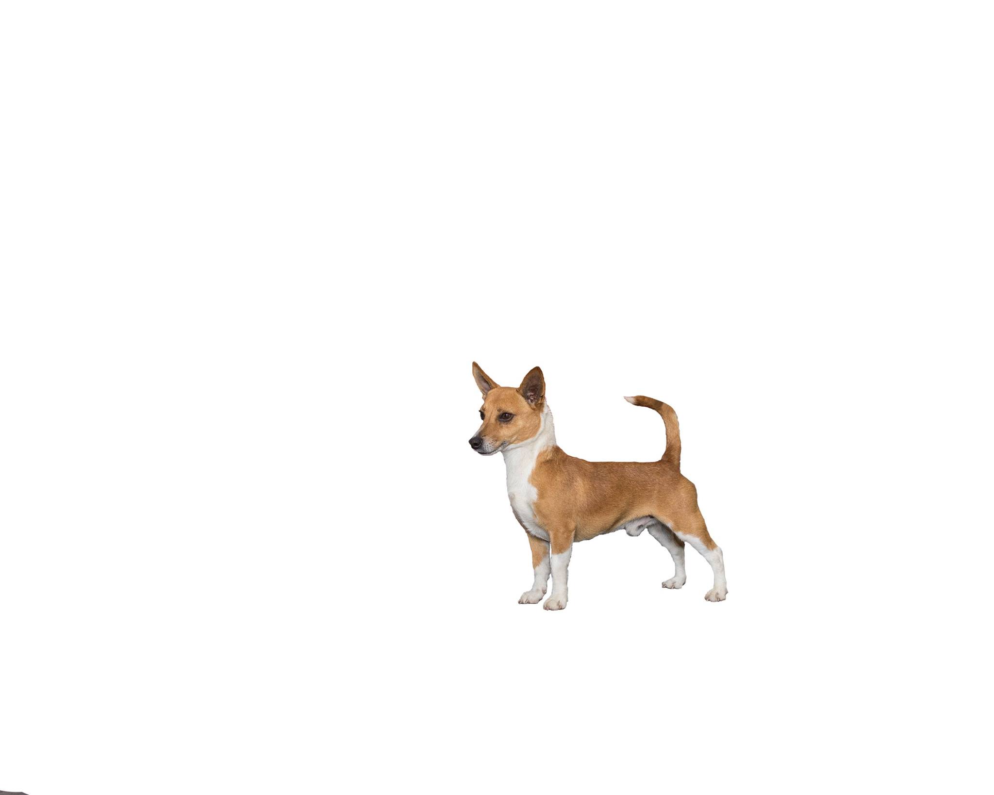 Top Hound - Top Dog Portuguese Podengo Pequeno David - Smooth Coat #Thisisakc