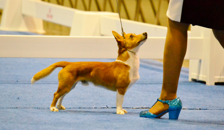 Top Dog Top Hound Best Bred by Exhibitor AKC National Championship Royal Canin #thisisakc Portuguese Podengo Pequeno Smooth Coat